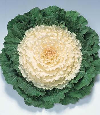 Cabbage 'pigeon White' - View 31 from www redcrocus com