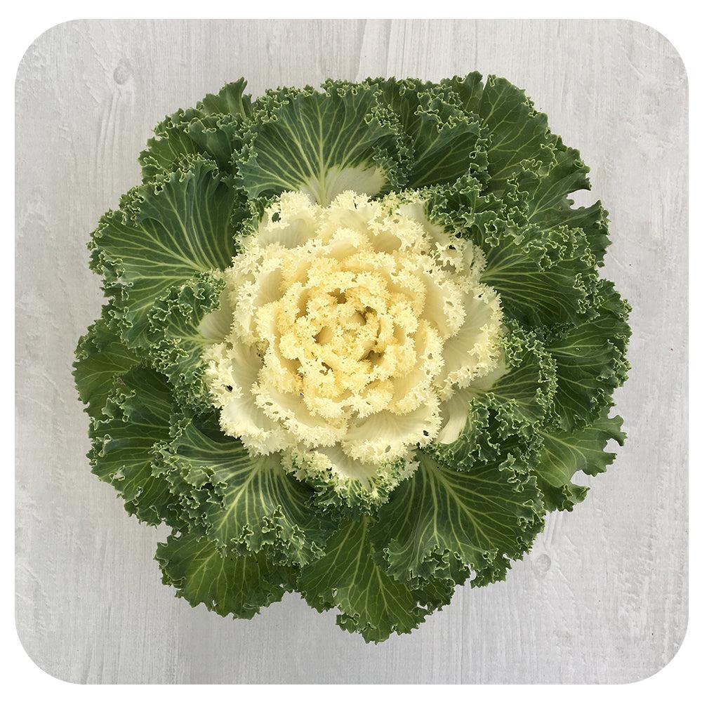 Cabbage 'pigeon White' - View 34 from www redcrocus com