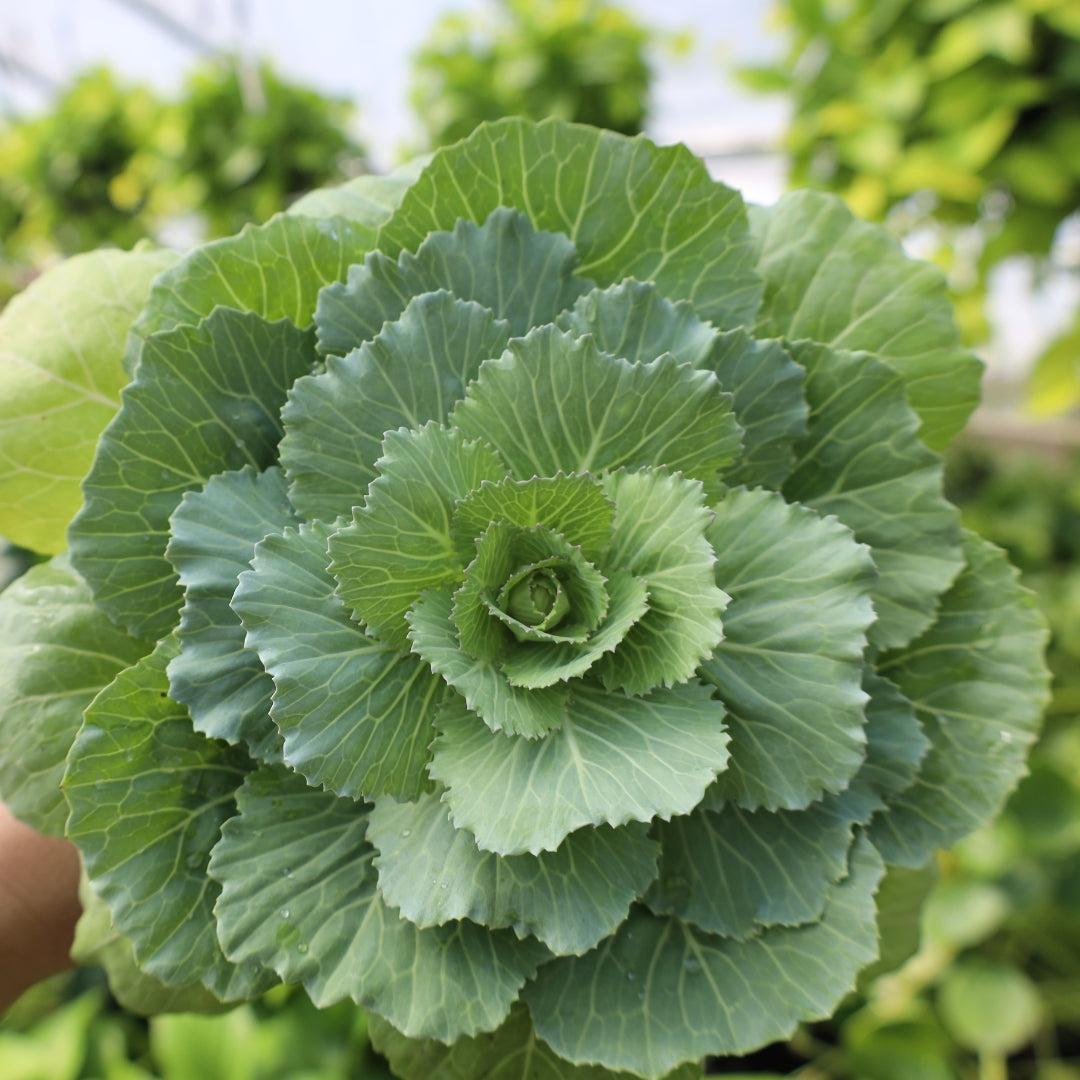 Cabbage 'pigeon White' - View 3 from www redcrocus com