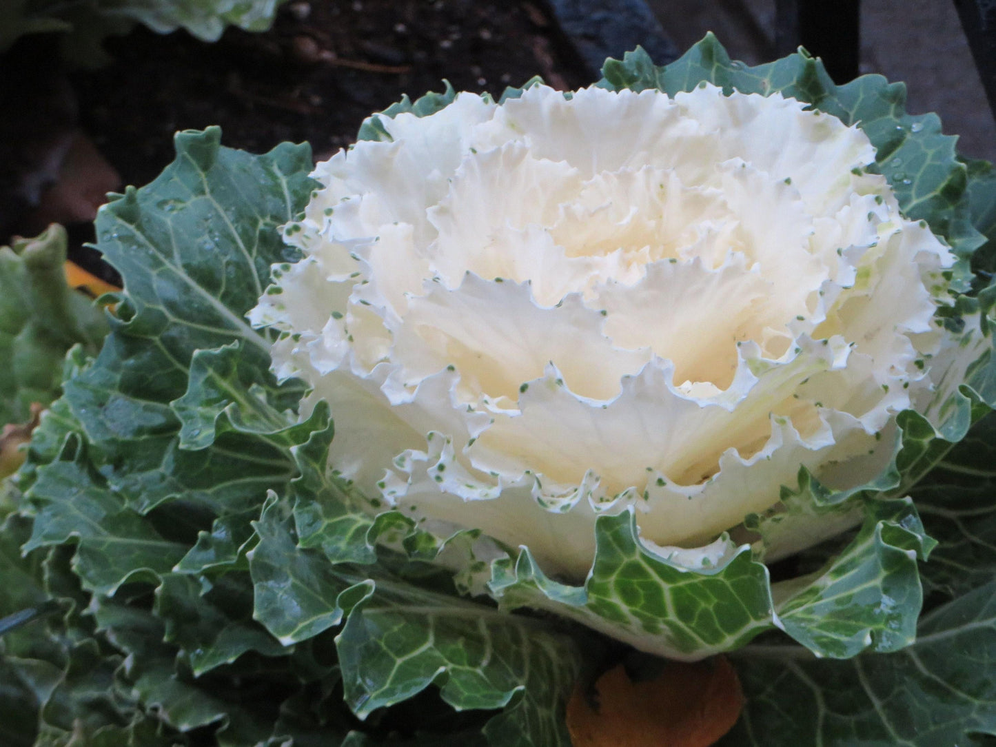 Cabbage 'pigeon White' - View 4 from www redcrocus com