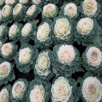 Cabbage 'pigeon White' - View 5 from www redcrocus com