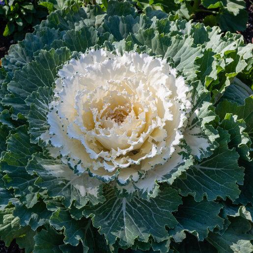Cabbage 'pigeon White' - View 7 from www redcrocus com