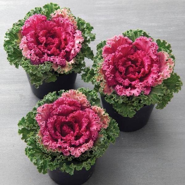 Kale 'kamome Red' - View 10 from www redcrocus com