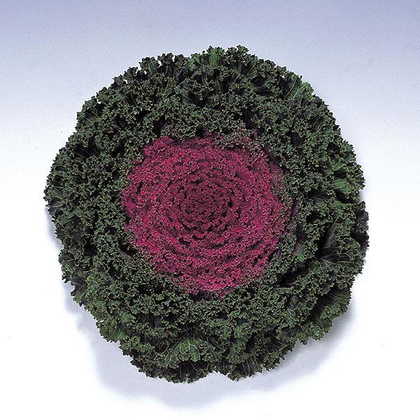 Kale 'kamome Red' - View 12 from www redcrocus com