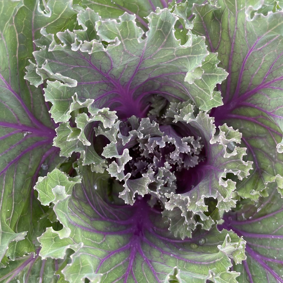 Kale 'kamome Red' - View 13 from www redcrocus com
