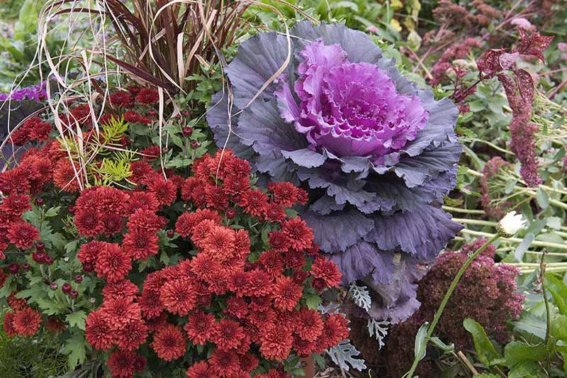 Kale 'kamome Red' - View 14 from www redcrocus com