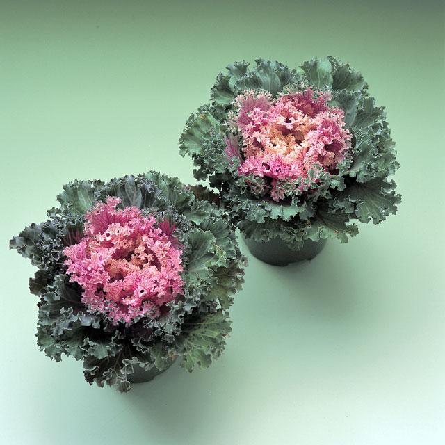 Kale 'kamome Red' - View 15 from www redcrocus com