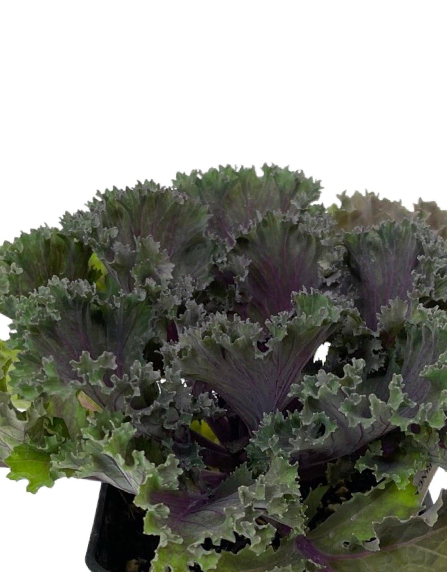 Kale 'kamome Red' - View 18 from www redcrocus com