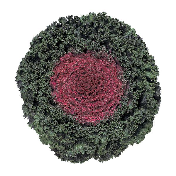 Kale 'kamome Red' - View 19 from www redcrocus com