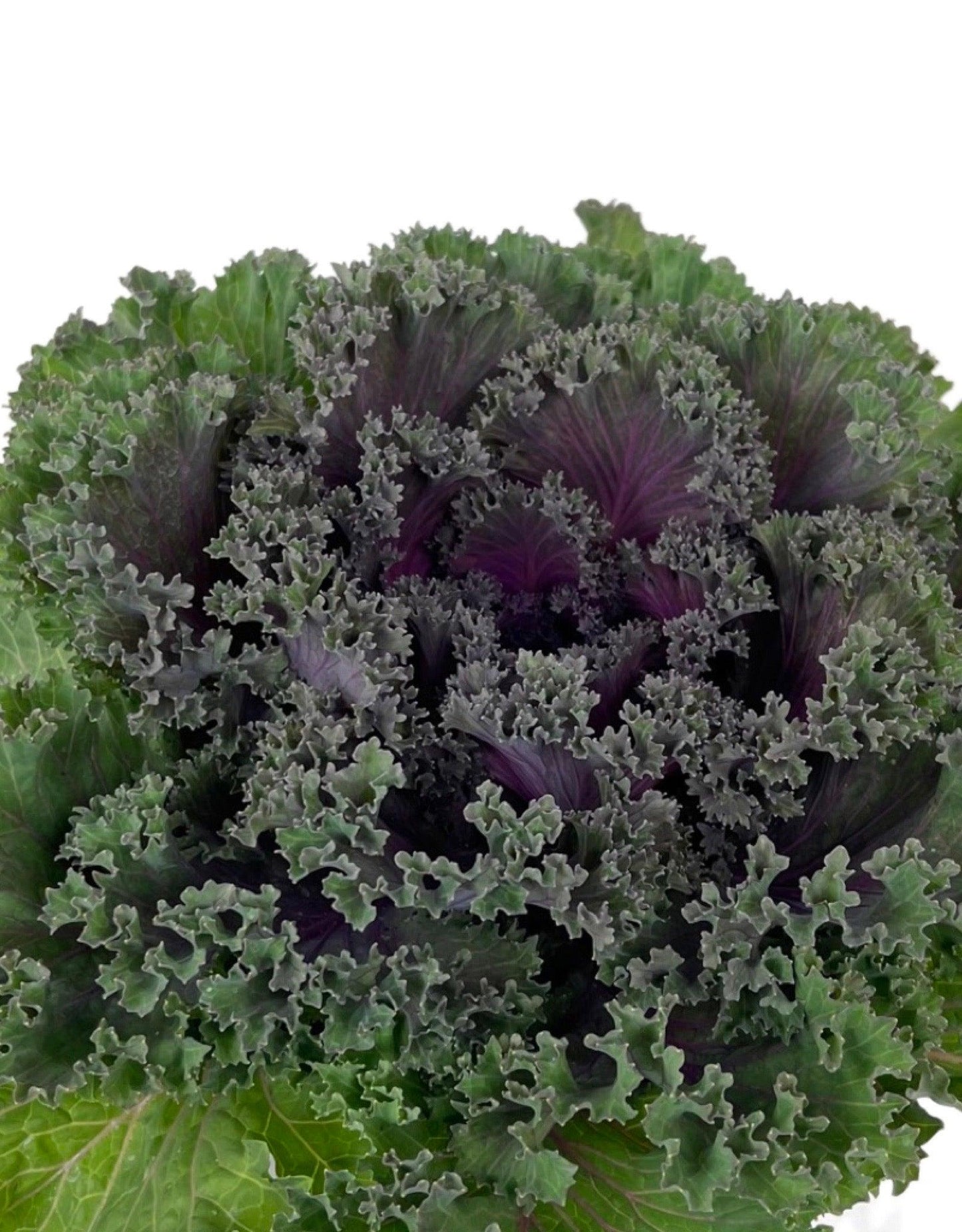 Kale 'kamome Red' - View 22 from www redcrocus com