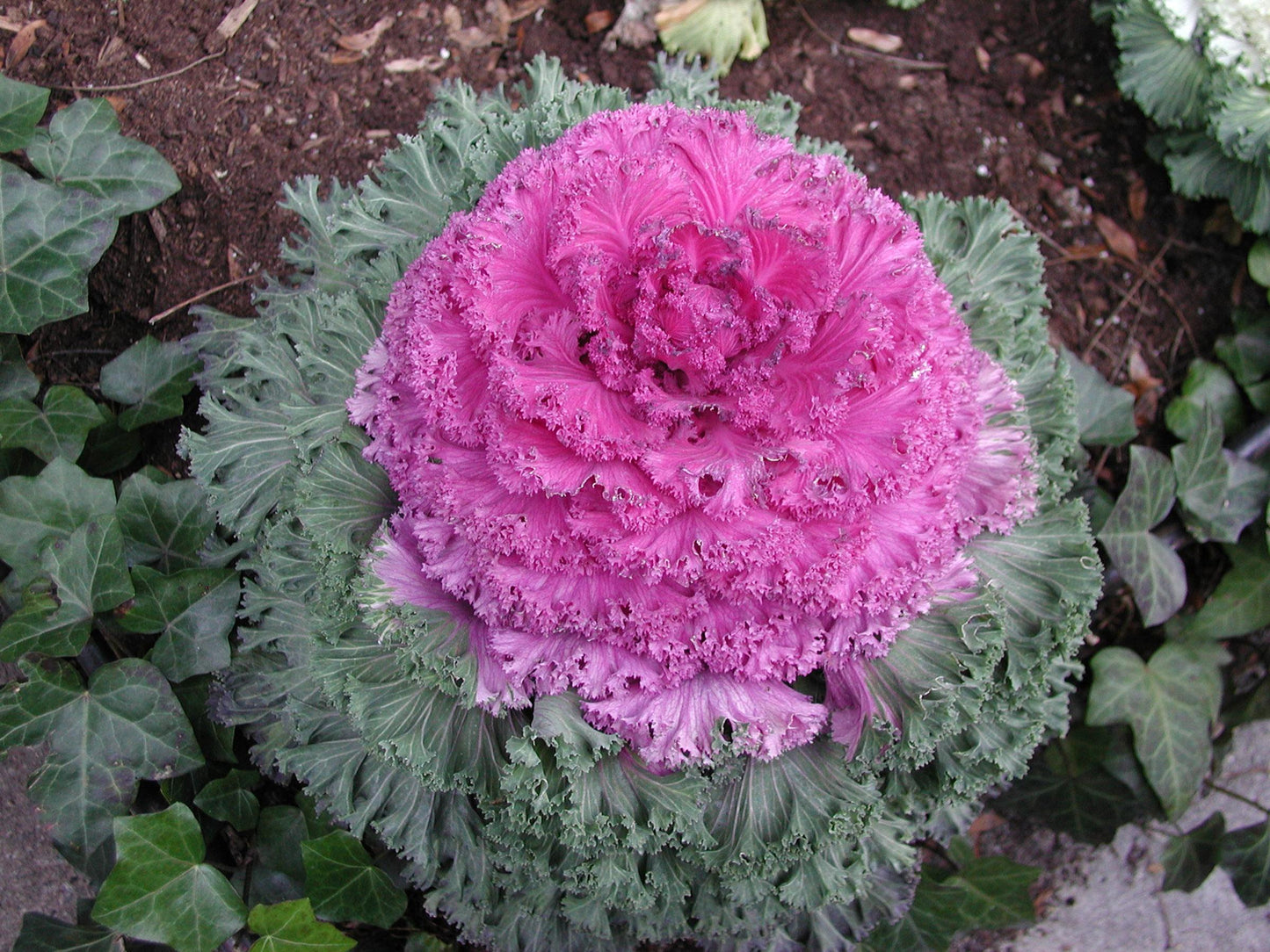 Kale 'kamome Red' - View 23 from www redcrocus com