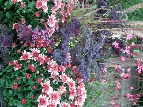 Kale 'kamome Red' - View 24 from www redcrocus com