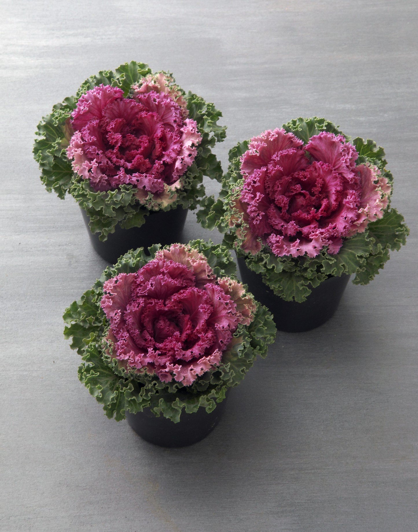 Kale 'kamome Red' - View 25 from www redcrocus com