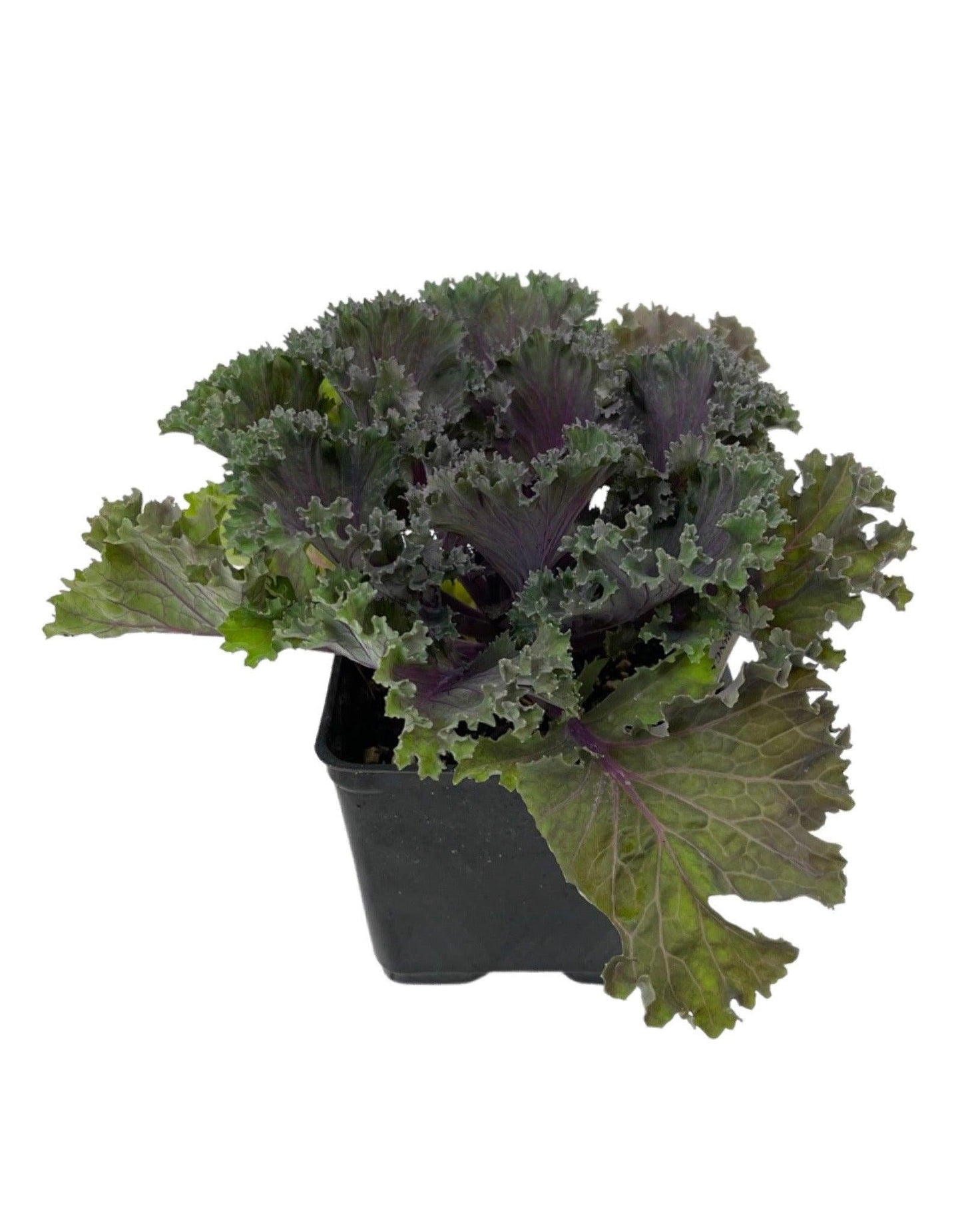 Kale 'kamome Red' - View 26 from www redcrocus com