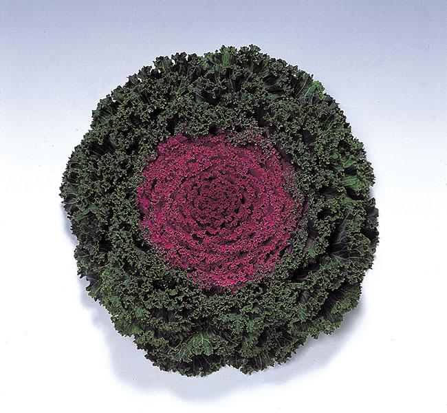 Kale 'kamome Red' - View 29 from www redcrocus com