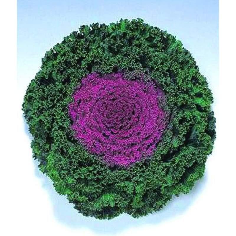 Kale 'kamome Red' - View 2 from www redcrocus com