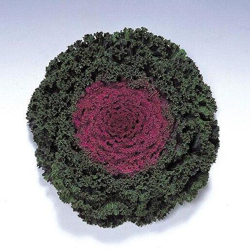 Kale 'kamome Red' - View 30 from www redcrocus com