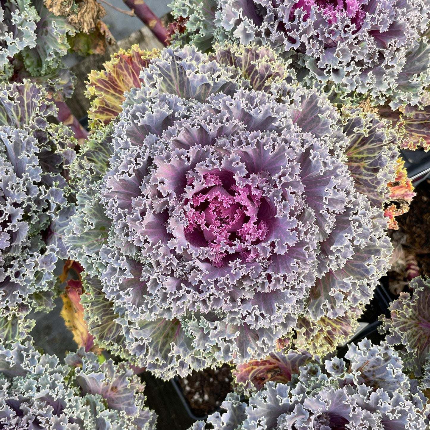 Kale 'kamome Red' - View 32 from www redcrocus com