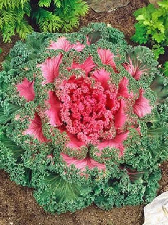 Kale 'kamome Red' - View 6 from www redcrocus com