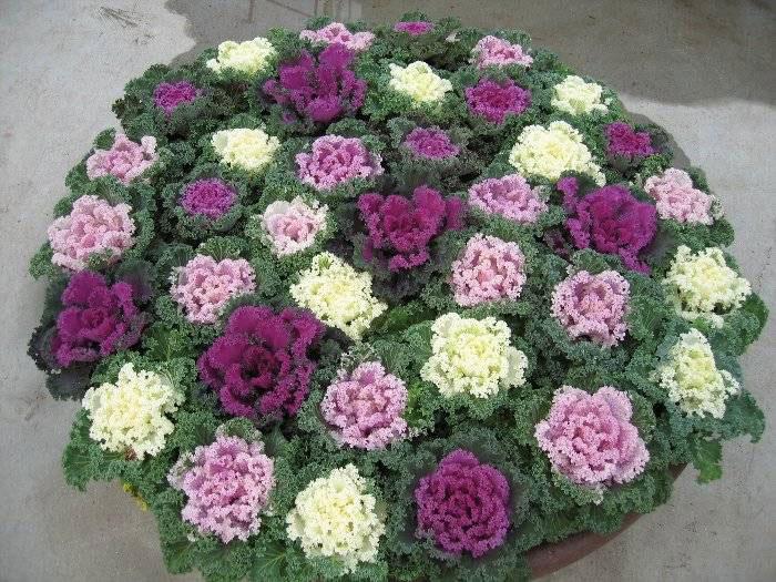 Kale 'kamome Red' - View 8 from www redcrocus com