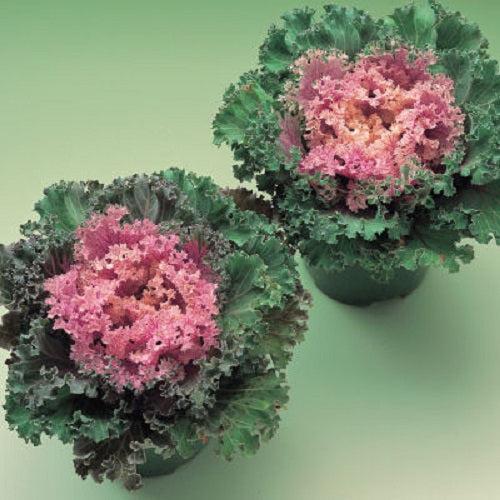Kale 'kamome Pink' - View 13 from www redcrocus com