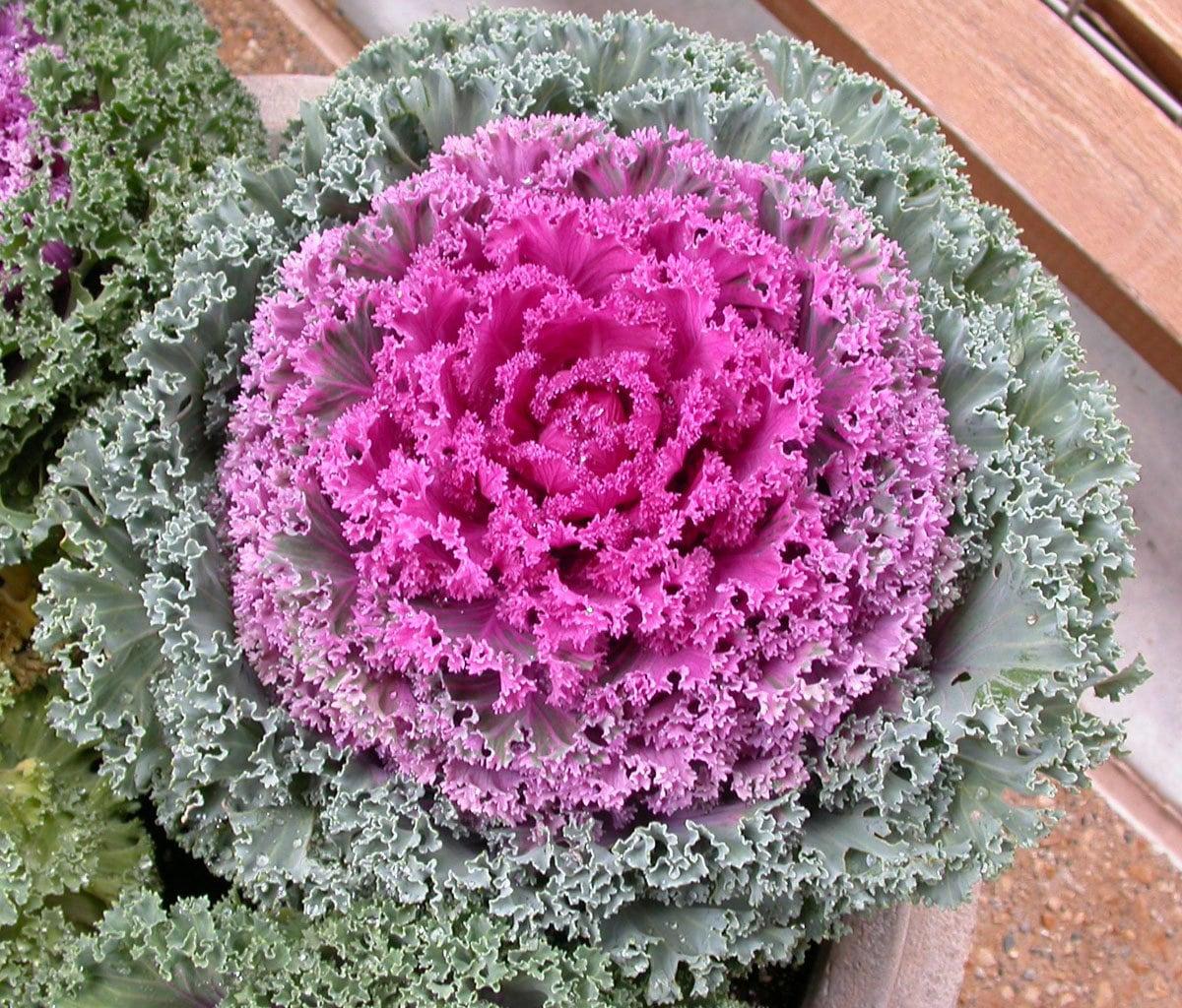 Kale 'kamome Pink' - View 15 from www redcrocus com