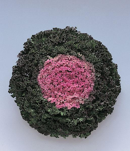 Kale 'kamome Pink' - View 18 from www redcrocus com