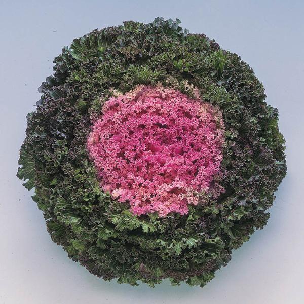 Kale 'kamome Pink' - View 19 from www redcrocus com
