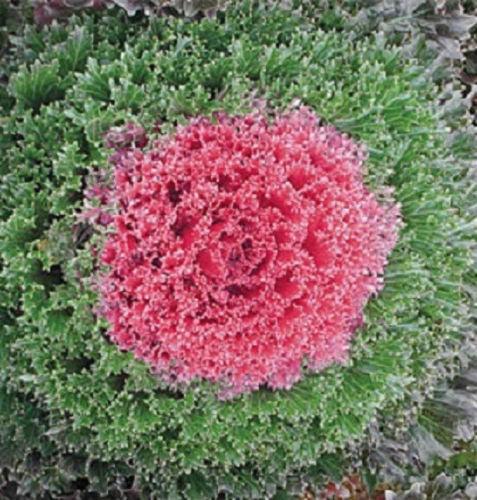 Kale 'kamome Pink' - View 21 from www redcrocus com