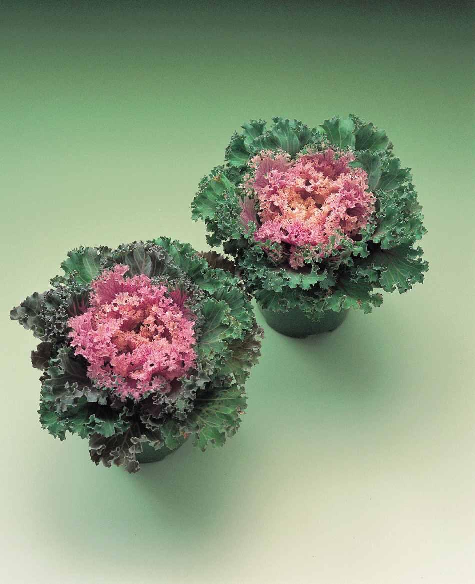 Kale 'kamome Pink' - View 22 from www redcrocus com