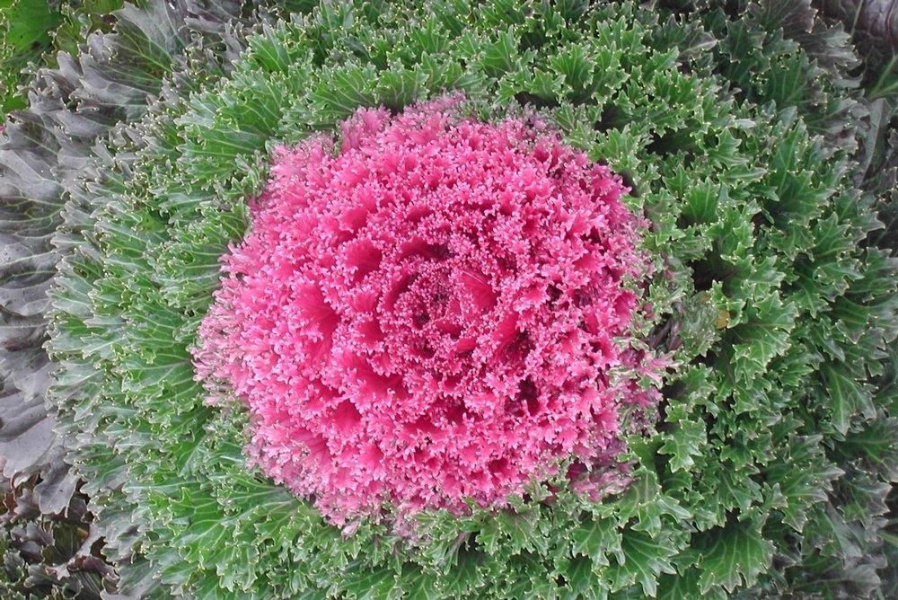 Kale 'kamome Pink' - View 24 from www redcrocus com