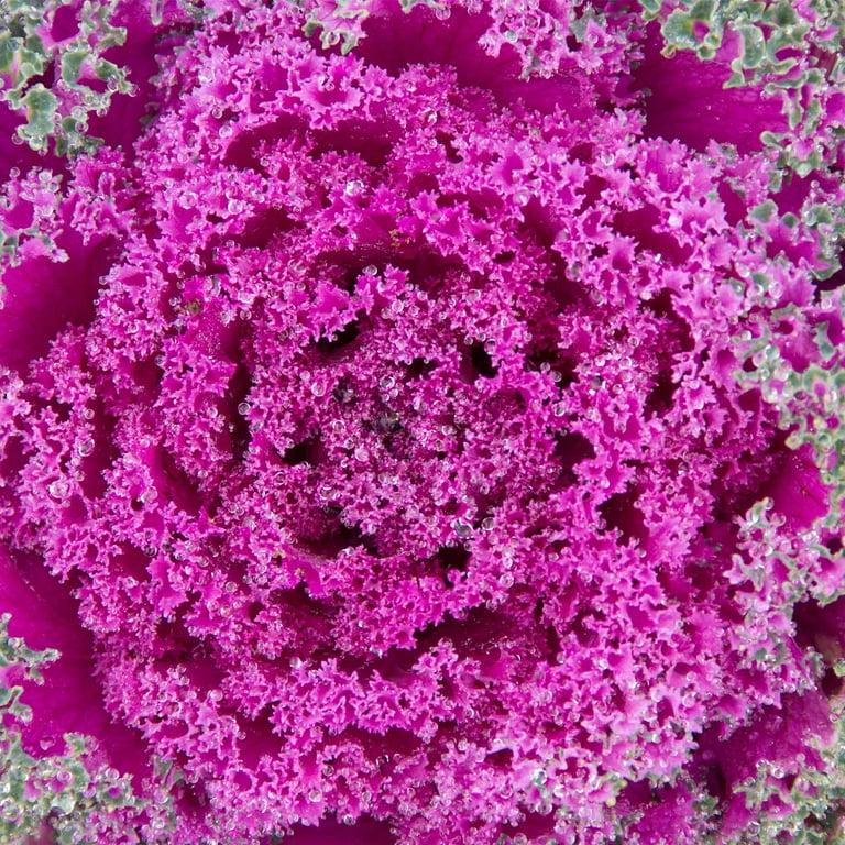 Kale 'kamome Pink' - View 25 from www redcrocus com