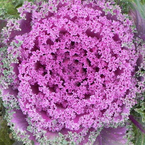 Kale 'kamome Pink' - View 28 from www redcrocus com