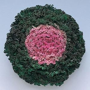 Kale 'kamome Pink' - View 29 from www redcrocus com
