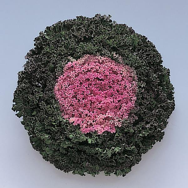 Kale 'kamome Pink' - View 2 from www redcrocus com