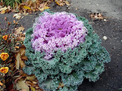 Kale 'kamome Pink' - View 30 from www redcrocus com