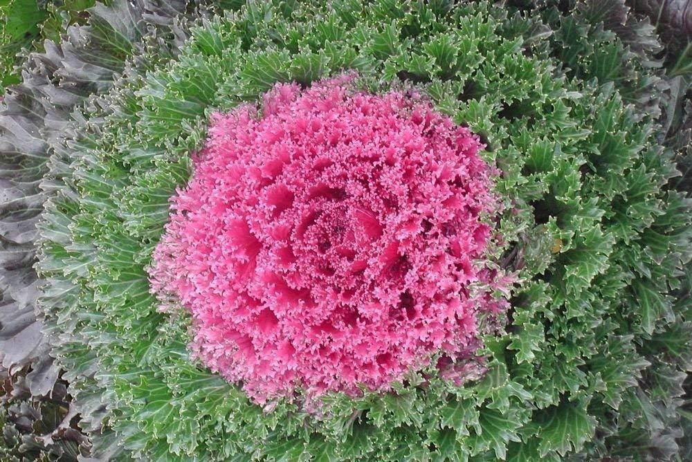 Kale 'kamome Pink' - View 31 from www redcrocus com