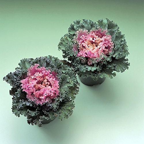 Kale 'kamome Pink' - View 32 from www redcrocus com