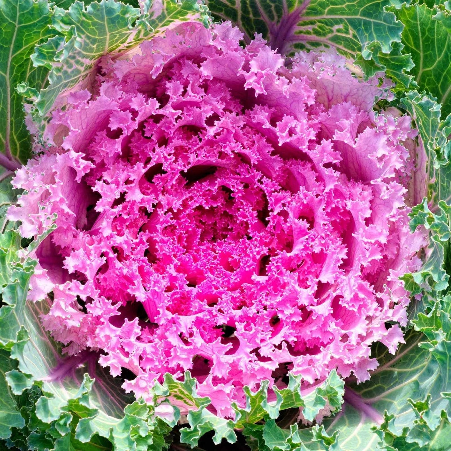 Kale 'kamome Pink' - View 33 from www redcrocus com
