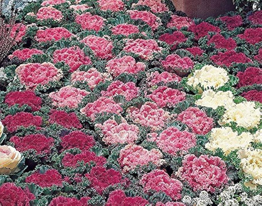 Kale 'kamome Pink' - View 34 from www redcrocus com