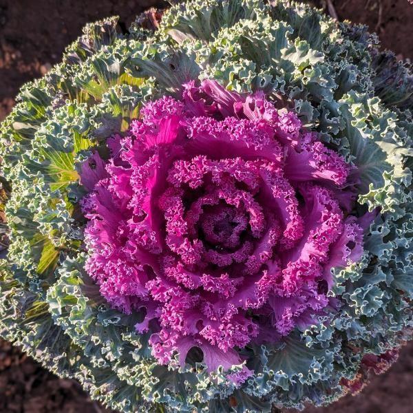 Kale 'kamome Pink' - View 7 from www redcrocus com