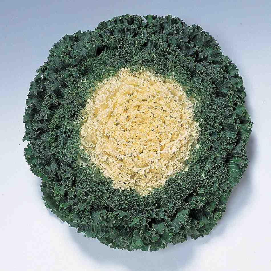 Kale 'kamome White' - View 10 from www redcrocus com