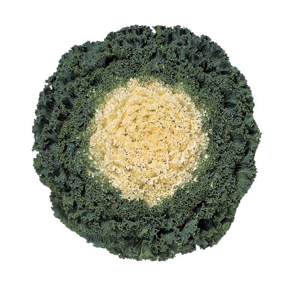Kale 'kamome White' - View 11 from www redcrocus com