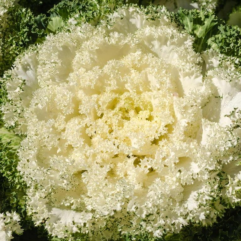 Kale 'kamome White' - View 12 from www redcrocus com