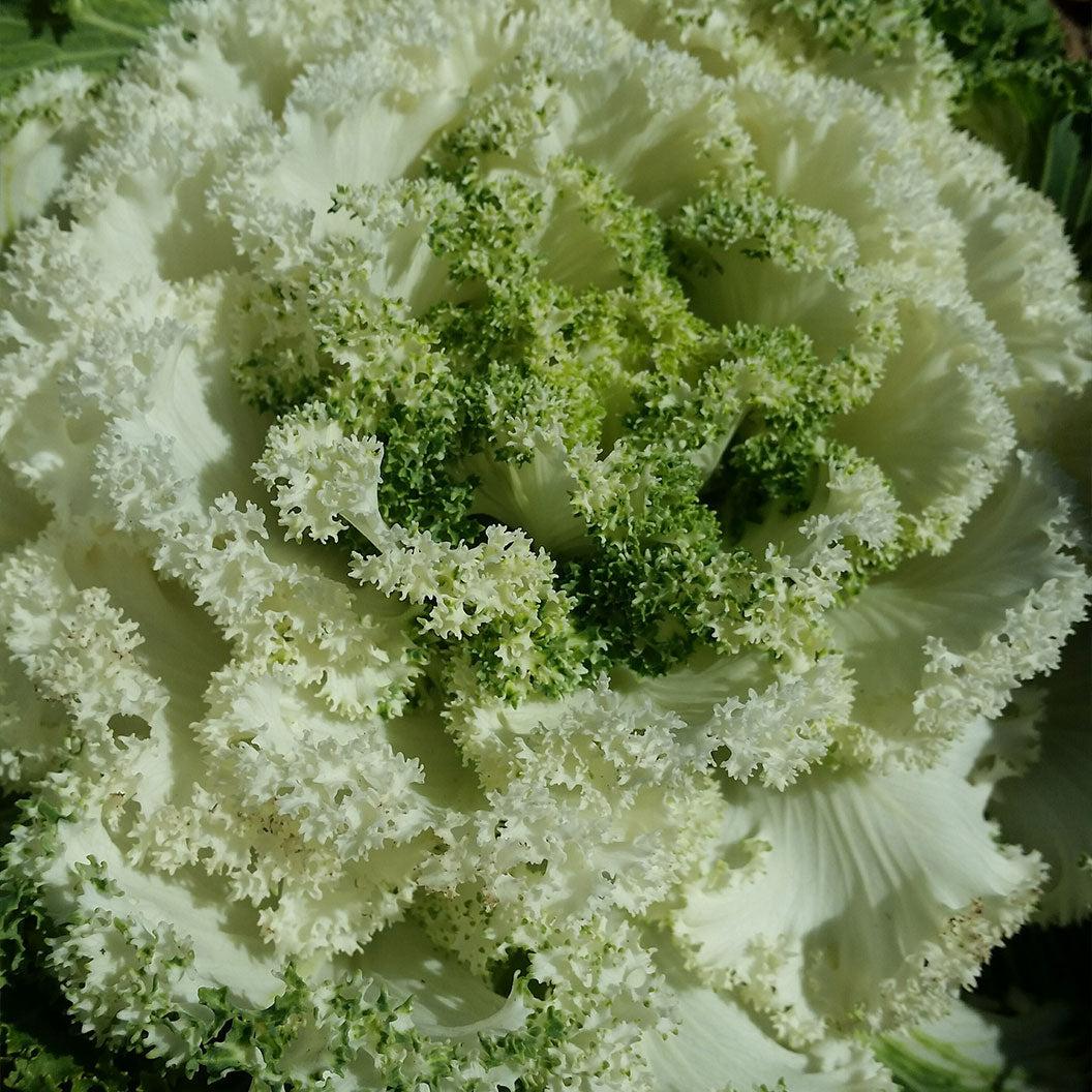 Kale 'kamome White' - View 14 from www redcrocus com