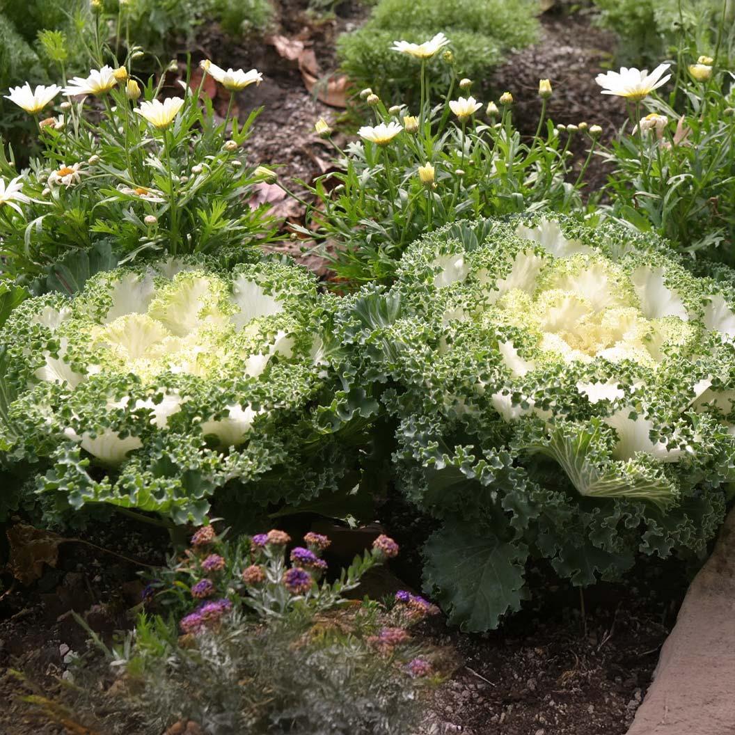 Kale 'kamome White' - View 15 from www redcrocus com