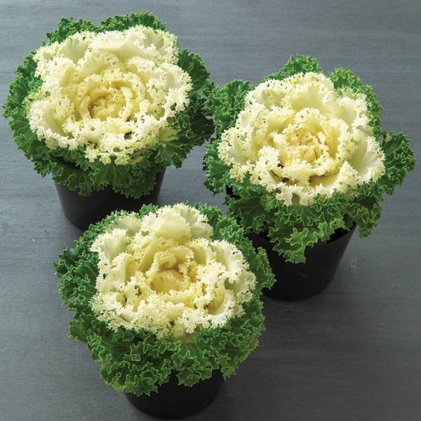 Kale 'kamome White' - View 16 from www redcrocus com