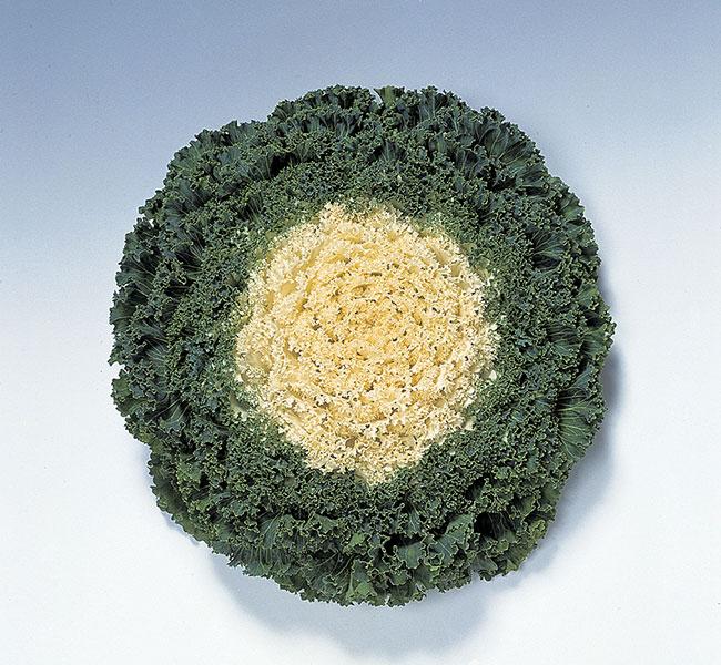 Kale 'kamome White' - View 20 from www redcrocus com