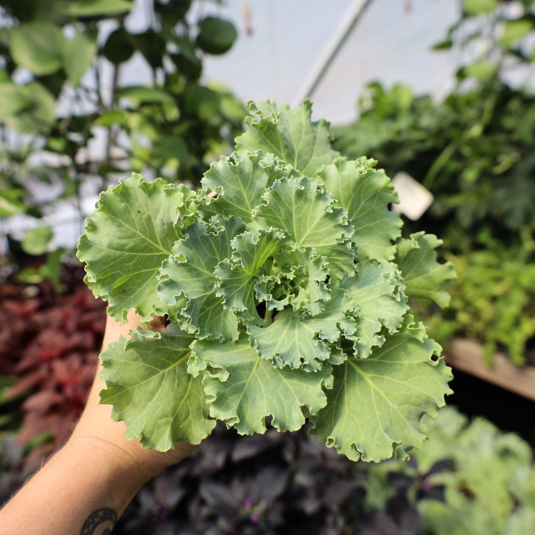 Kale 'kamome White' - View 21 from www redcrocus com