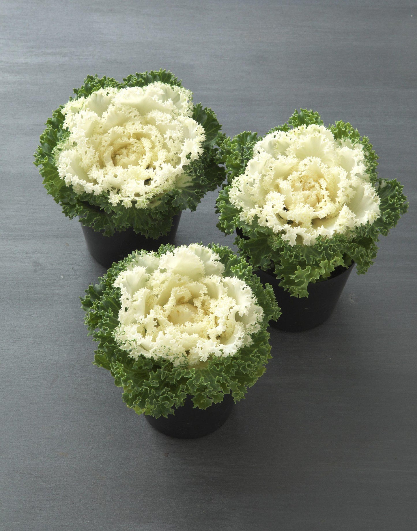 Kale 'kamome White' - View 23 from www redcrocus com